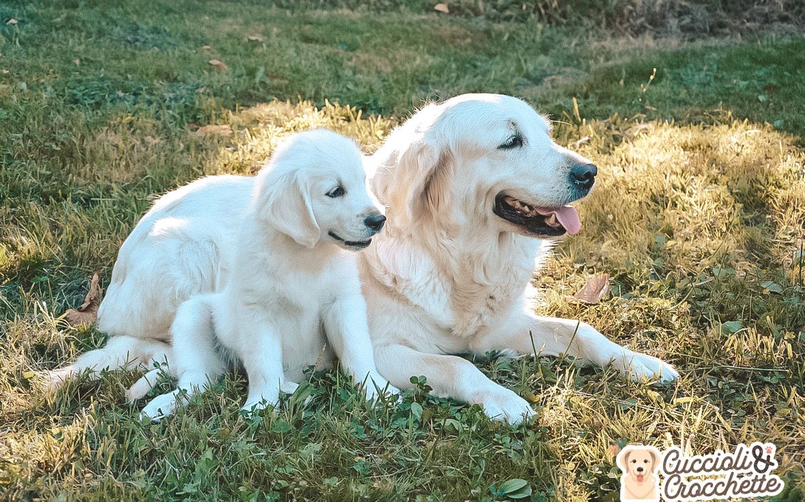 allontanamento della mamma dai cuccioli