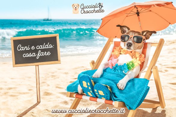 Cani e caldo cosa fare
