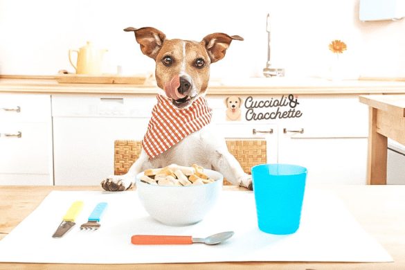 ciotola per cani voraci