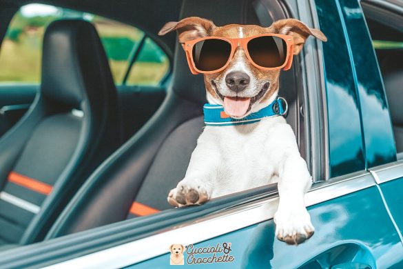 cane che soffre il mal d'auto