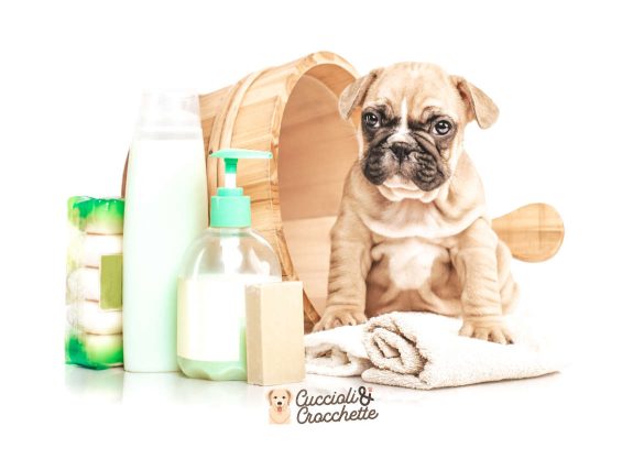 quando fare il primo bagnetto al cucciolo