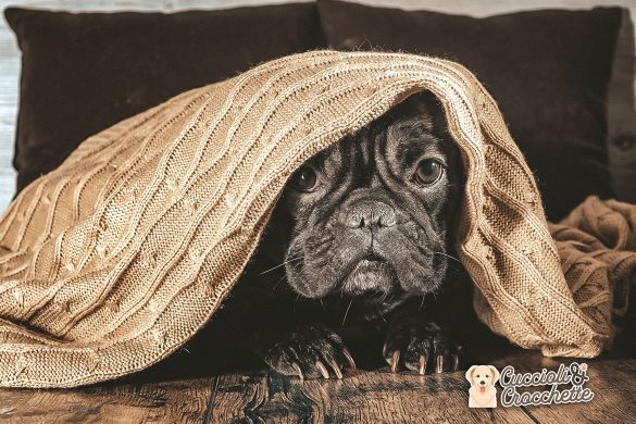cosa fare quando il cane ha paura del temporale