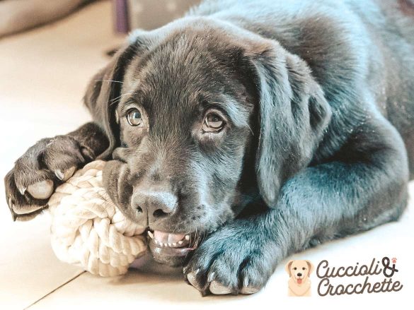 giochi per cani fatti in casa