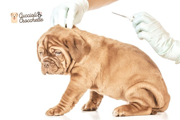microchippare il cane