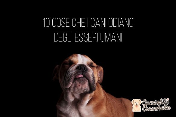 10 cose che i cani odiano degli esseri umani