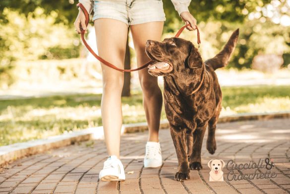 come abituare il cane al guinzaglio