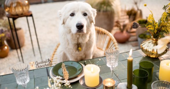 cibi proibiti ai cani