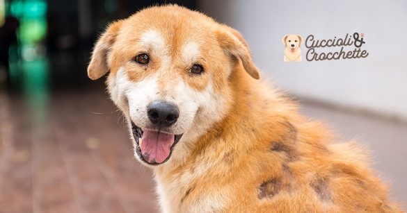 dermatosi e perdita di pelo del cane