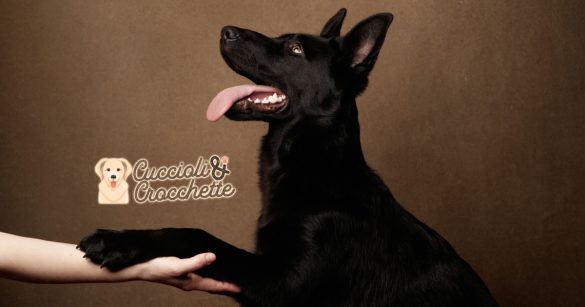 cura polpastrelli cane