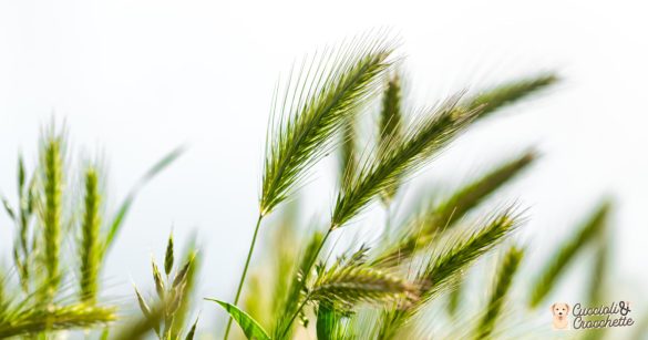 forasacchi e cani, tutto ciò che c'è da sapere