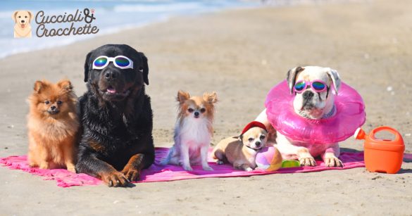 in vacanza con il cane: i migliori siti e le migliori app per scegliere la struttura dog friendly