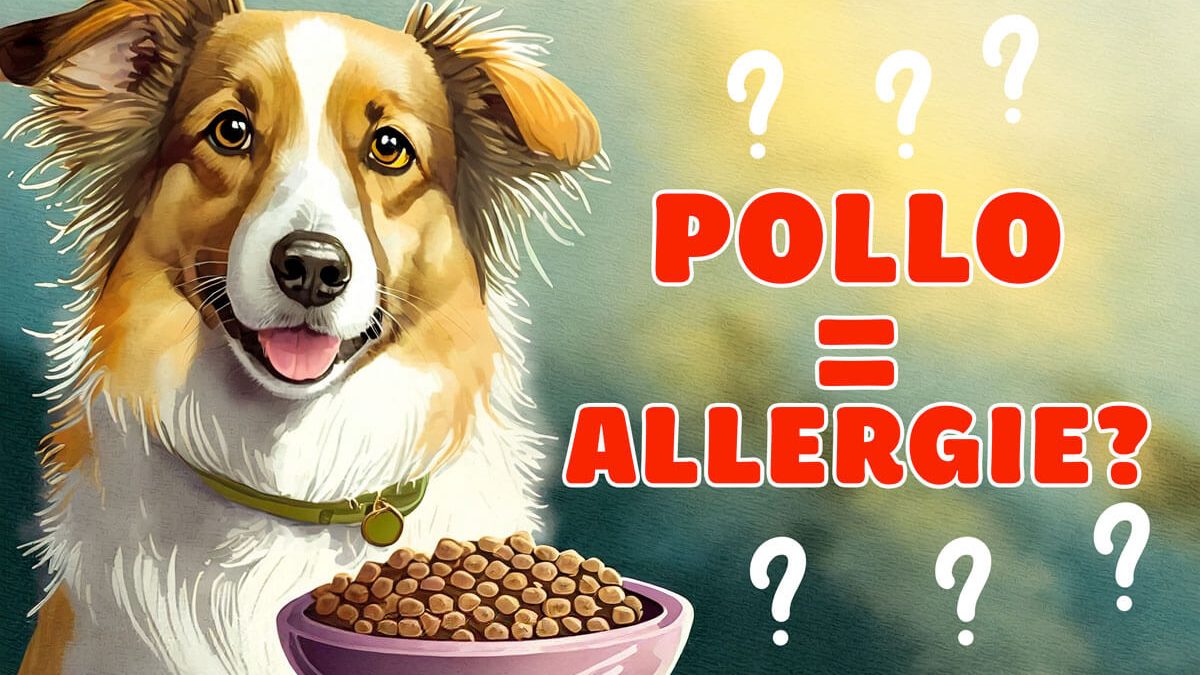 Cane e allergia al pollo: cosa devi sapere