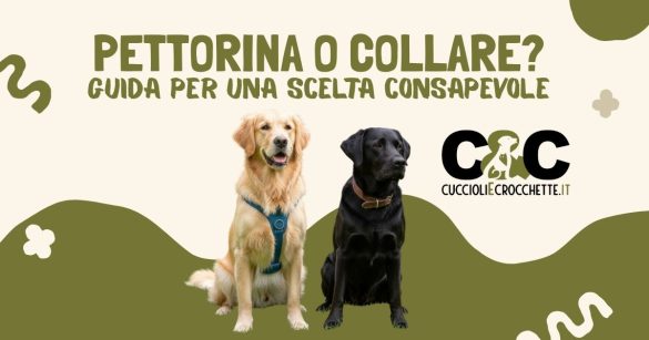 pettorina o collare per il cane? guida definitiva