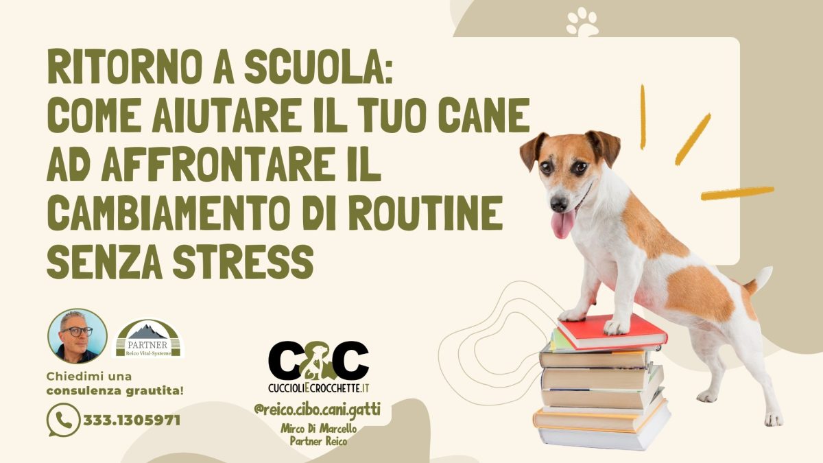 Ritorno a scuola: come aiutare il tuo cane ad affrontare il cambiamento di routine senza stress