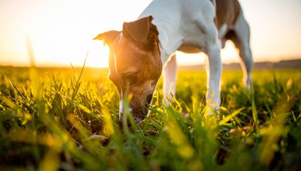 perché il cane mangia l'erba