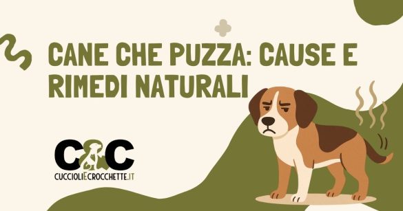 cane che puzza cause e rimedi naturali