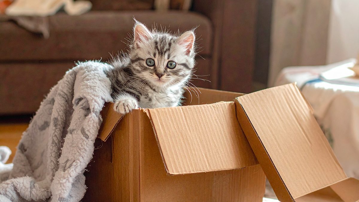 Come preparare la casa per l’arrivo di un gatto: guida pratica per nuovi adottanti