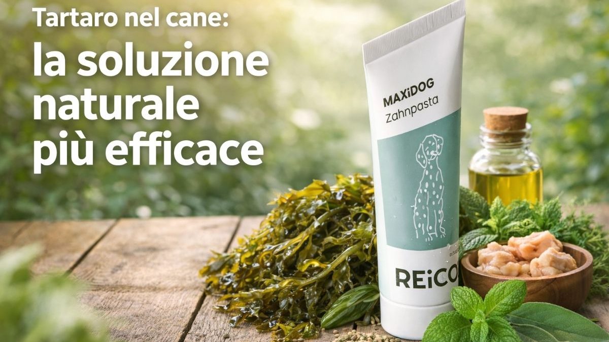 Tartaro nel cane: cause, rischi e il rimedio naturale più efficace per eliminarlo (senza spazzolino)